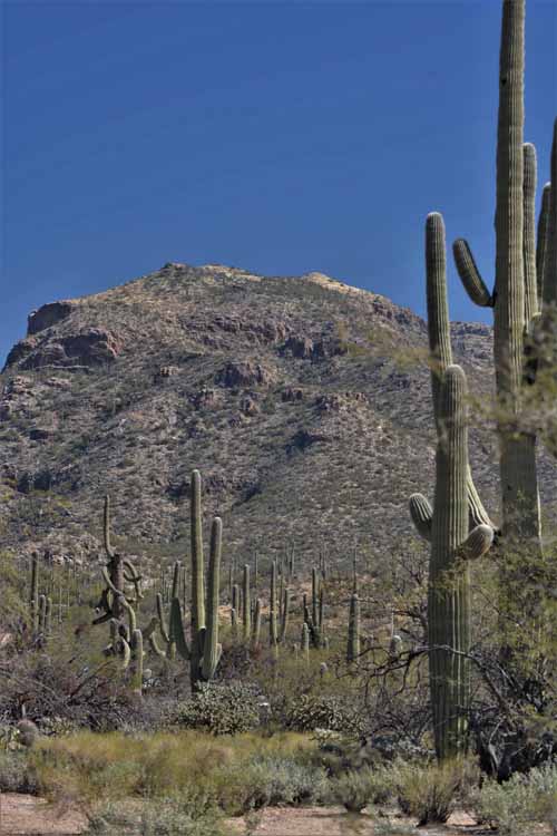 tall saguaro